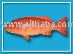 Red Grouper