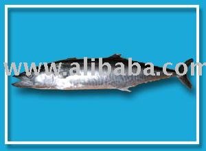 Spanish Mackerel