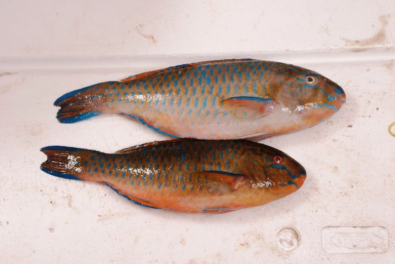  Parrot  Fish