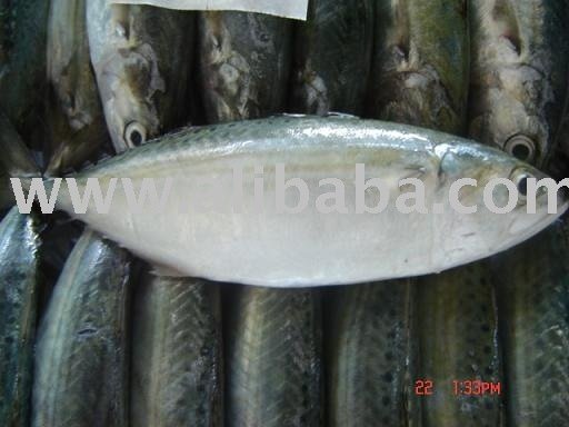 Indian Mackerel