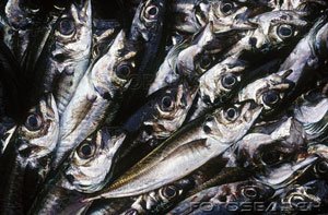 Horse Mackerel