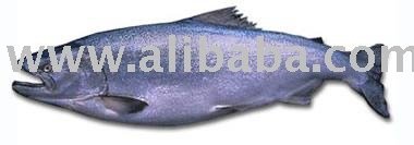  King   Salmon 