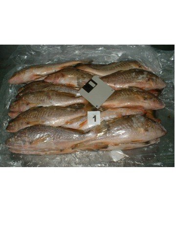 Yellow Croaker FROZEN FISH