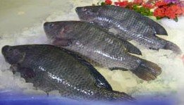  Tilapia   Fish   Fillet  Frozen, Shrimp