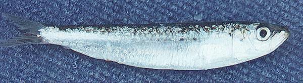 Frozen Sardine (Alancha)