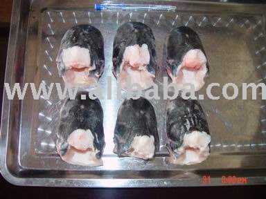 Pangasius Head