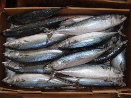  Frozen   Blue   Mackerel 