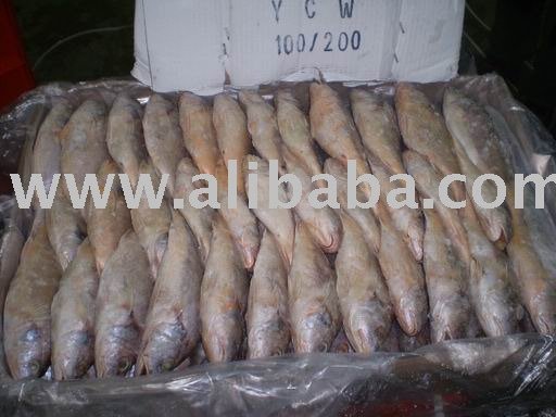 FROZEN YELLOW CROAKER