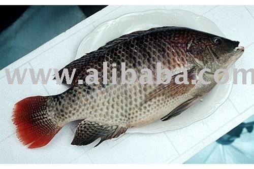 Whole round Tilapia