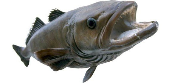 Chilean Sea Bass fish Documentation