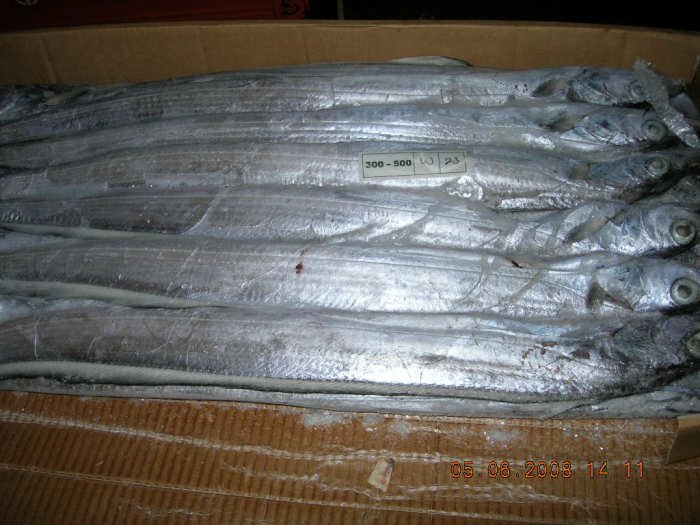 ribbonfish