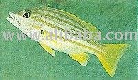  Flag  Fish / Striped Seaperch