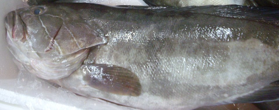 White Grouper - Epinephelus aeneus - Thiof
