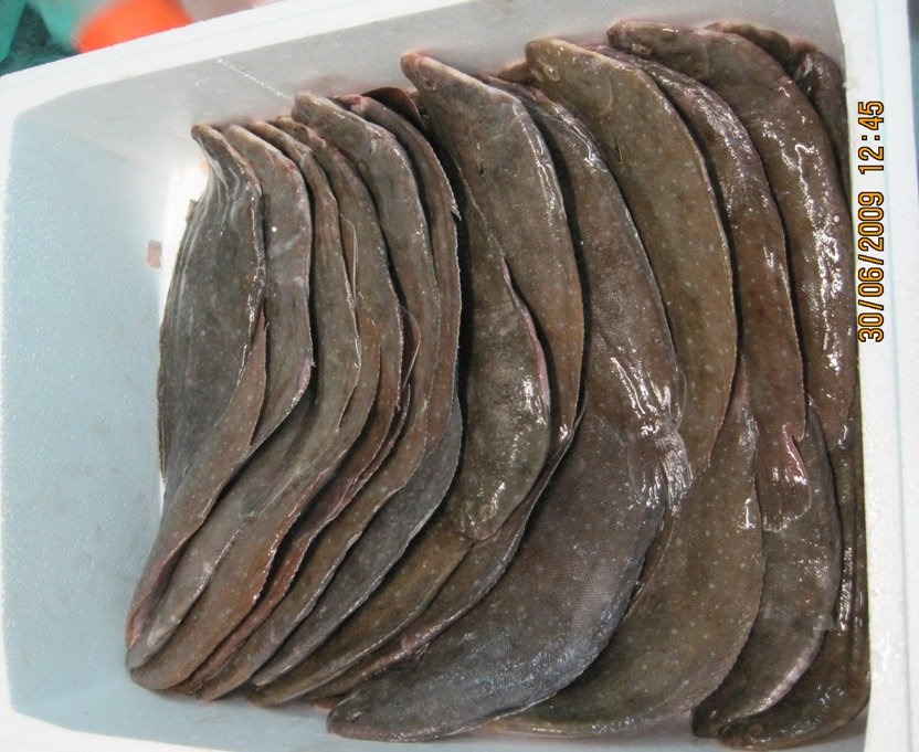 Sole - Solea Solea Senegalensis - Sole de roche