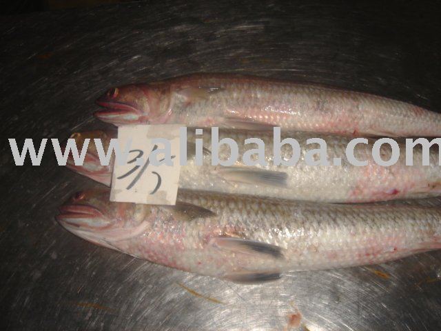 Lizard Fish