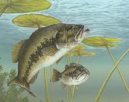 BASS FISH
