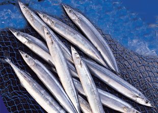seafood,Pacific Saury(Sanma),wholesale Pacific Saury(Sanma)