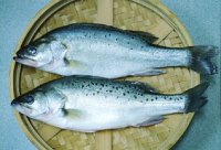 seafood,Mackerel,wholesale Mackerel