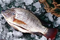 seafood,tilapia,wholesale tilapia
