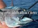 Bonito and Sol Fish for sale