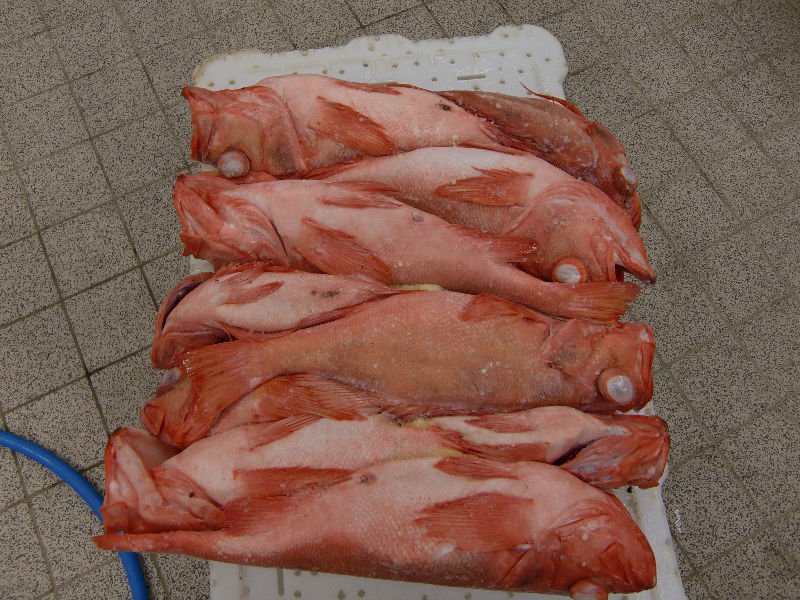Red fish