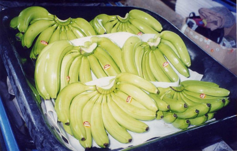 PREMUIM  DOLE  QUALITY FRESH GREEN  CAVENDISH   BANANA S