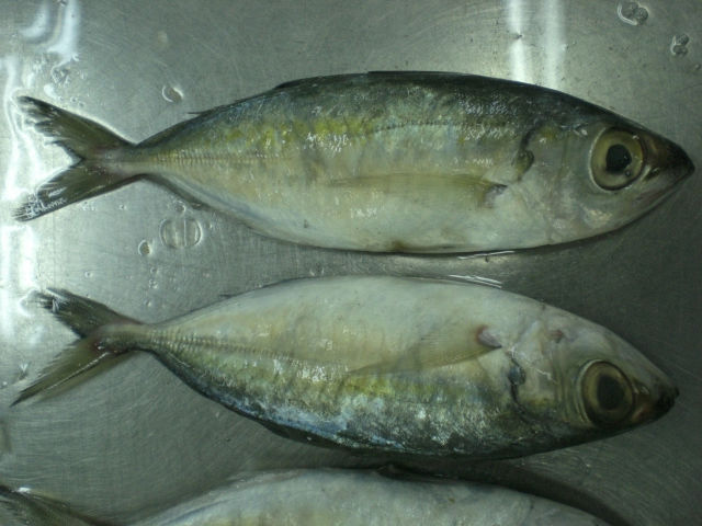  BIG   EYES   MACKEREL 