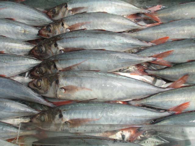 REDTAIL SCAD MACKEREL