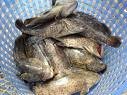 Fresh Groupper of all species colors and sizes.Tuna,