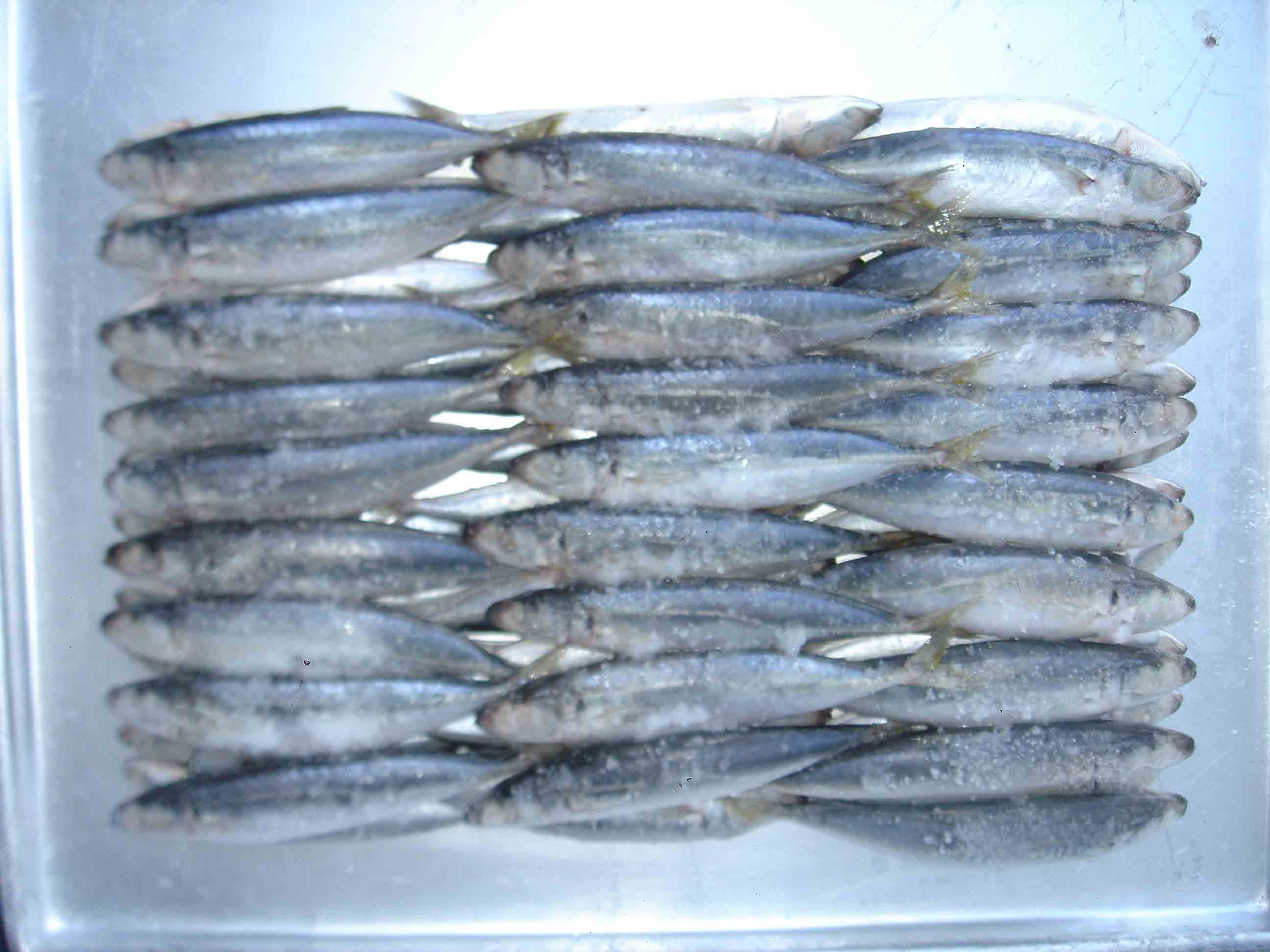 BLUE SCAD MACKEREL- ROUND SCAD FOR BAIT