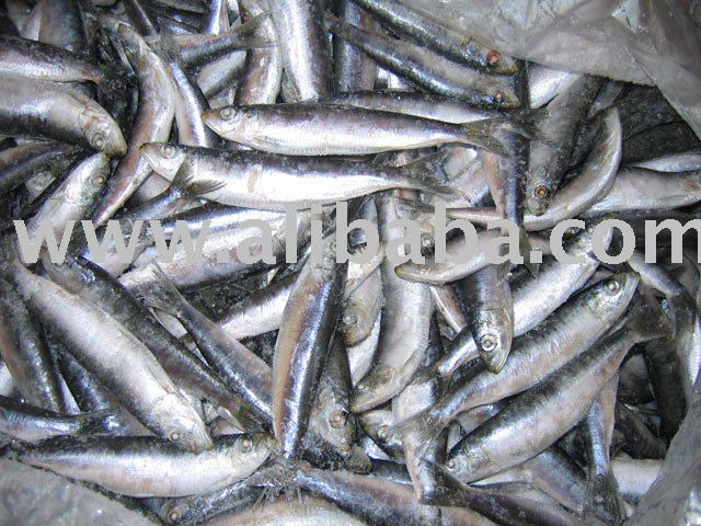  FROZEN   FISH   IQF 