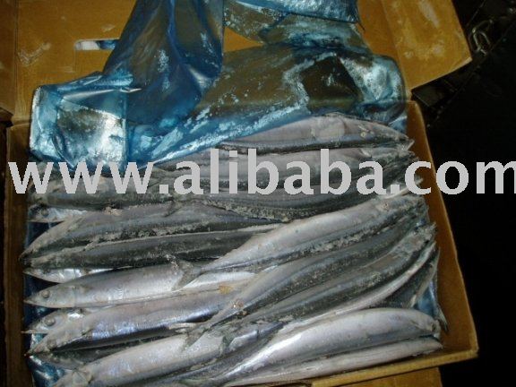 saury (Cololabis Saira), W/R