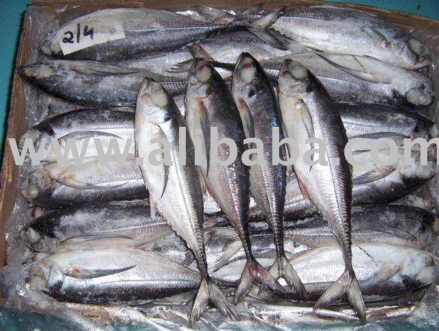 Horse Mackerel