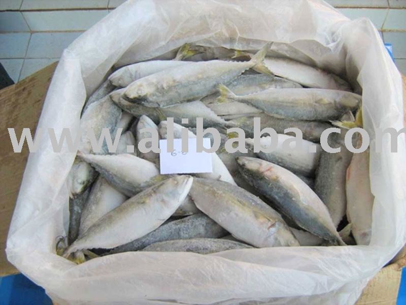 ian Mackerel ( Rastrelliger Kanagurta)
