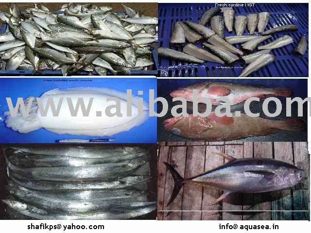 Sell Frozen  Fish  ,  Prawn s, Cuttle fish , Sardines, Tuna
