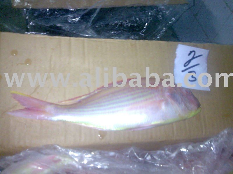 RED SEA BREAM