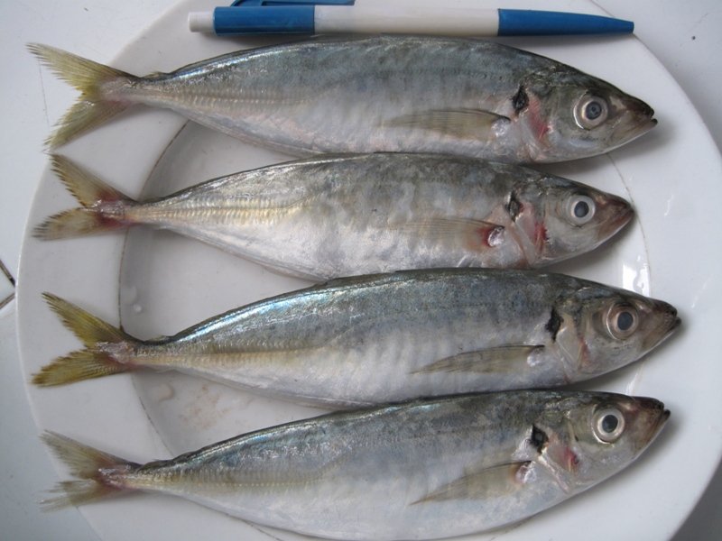 mackerel