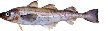  FISH    -   Alaska  pollock