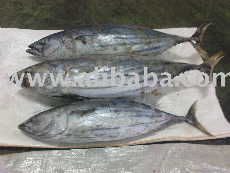  FROZEN   SKIP   JACK   TUNA 