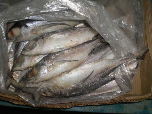  Frozen  Horse  Mackerel  whole