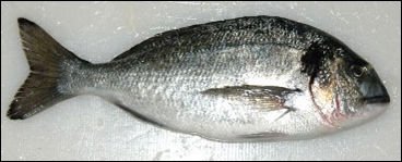 sea bream/dorade/ Sparus Aurata