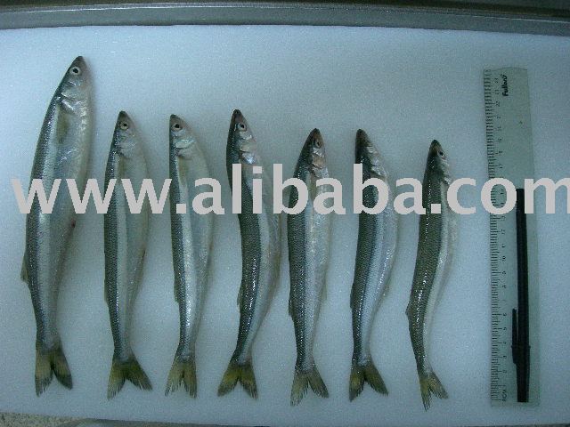 SILVER SMELT ODONTHESTES REGIA
