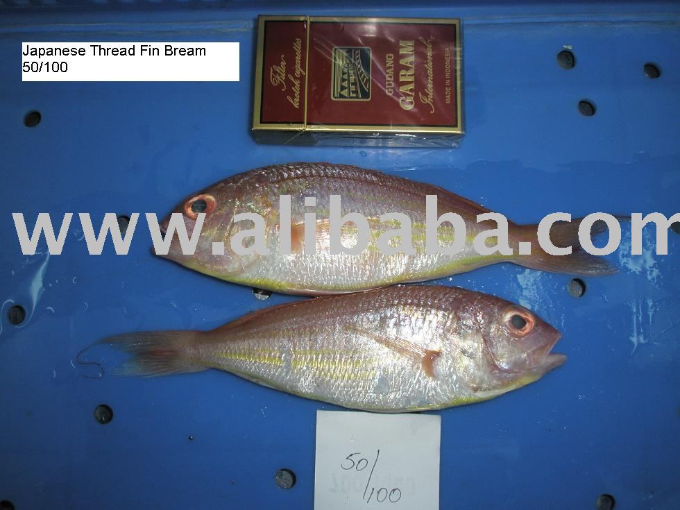 Japanese thread fin bream,India Lourde price supplier 21food