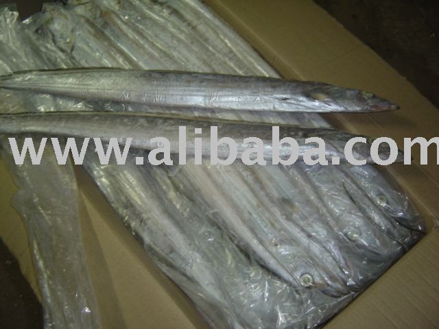 FROZEN RIBBON FISH WHOLE