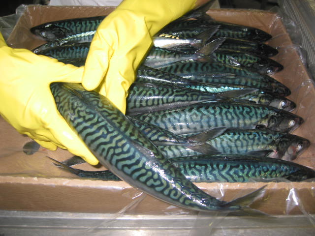 capelin   mackerel  canada