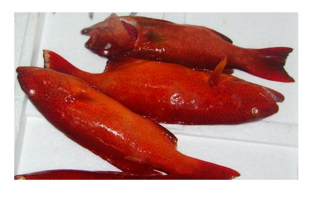 Red Tung sing  fish