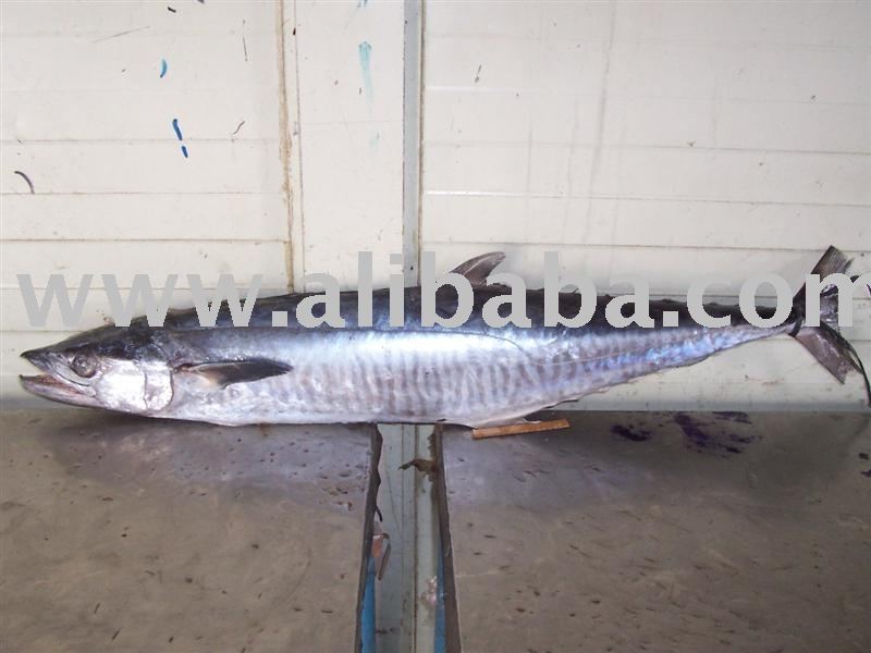 Spanish Mackerel