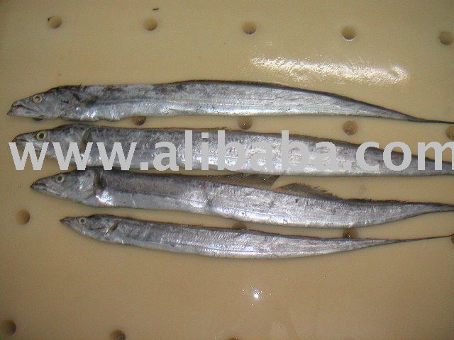 Ribbon Fish