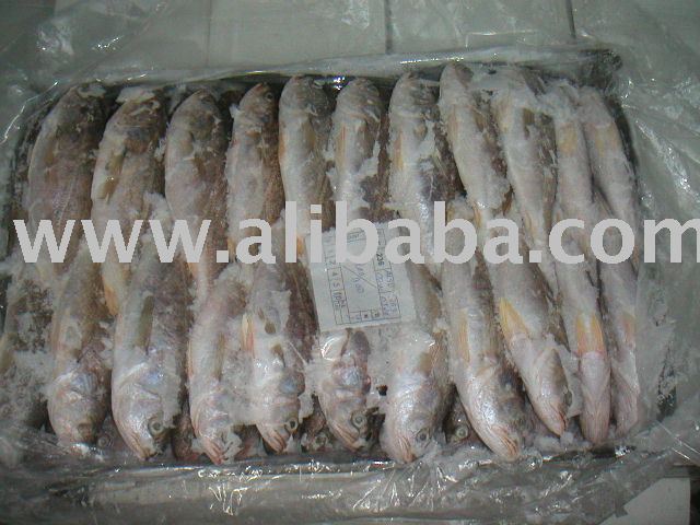 Silver Croaker and Yellow Croker