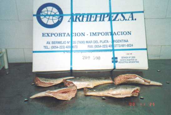 WHITE CROAKER